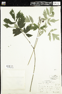 Actaea rubra image