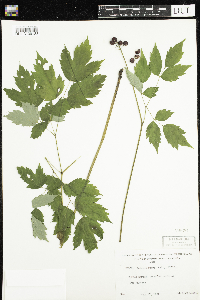 Actaea rubra image