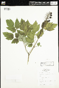 Actaea rubra image