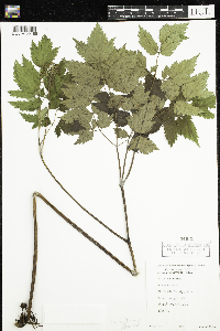 Actaea rubra image