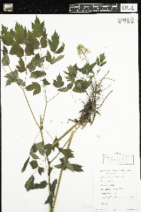 Actaea rubra image