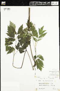 Actaea rubra image