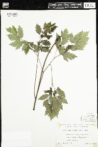 Actaea rubra image