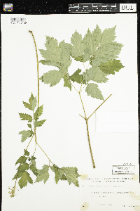 Actaea rubra image