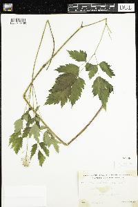 Actaea rubra image