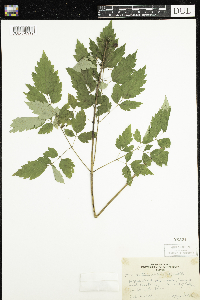 Actaea rubra image