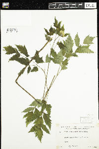 Actaea rubra image