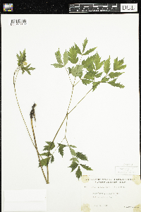 Actaea rubra image