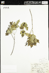 Actaea rubra image