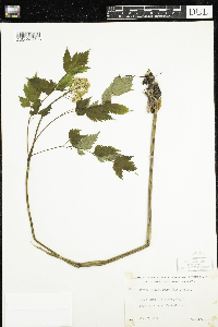 Actaea rubra image
