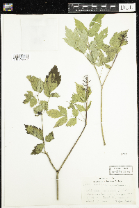 Actaea rubra image