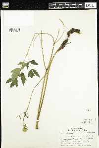 Actaea rubra image