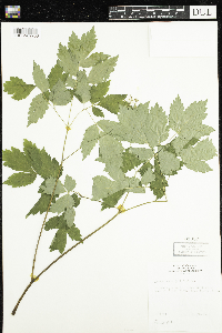 Actaea rubra image