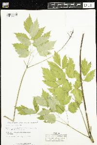 Actaea rubra image