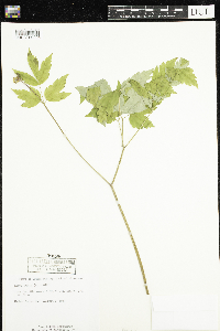 Actaea rubra image