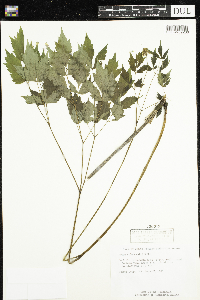Actaea rubra image