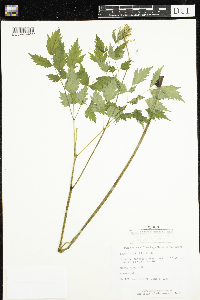 Actaea rubra image
