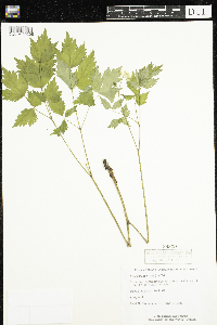 Actaea rubra image