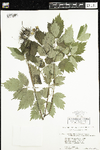 Actaea rubra f. neglecta image