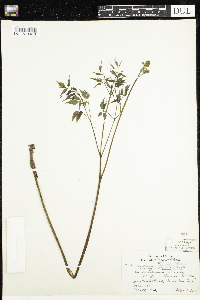 Actaea rubra f. neglecta image