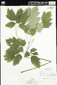 Actaea rubra image