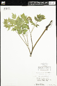 Actaea rubra image