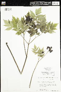 Actaea rubra image