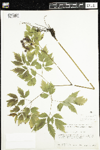 Actaea rubra image