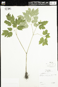 Actaea rubra image