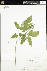 Actaea rubra image