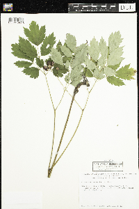 Actaea rubra image