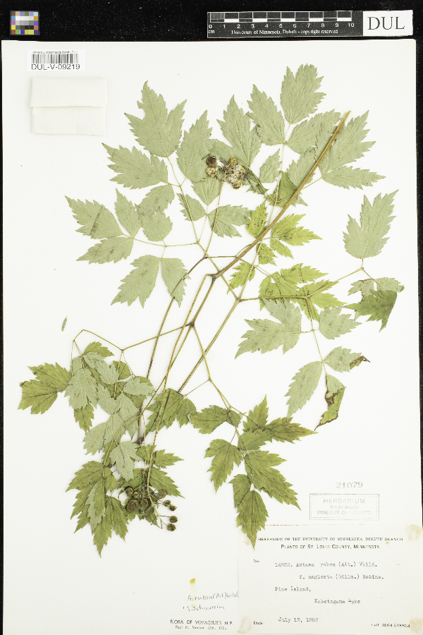 Actaea rubra f. neglecta image