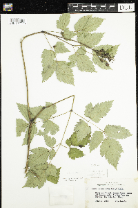 Actaea rubra image