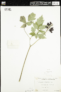 Actaea rubra image