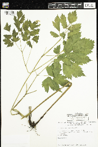 Actaea rubra image