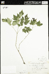 Actaea rubra image