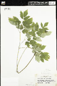 Actaea rubra image