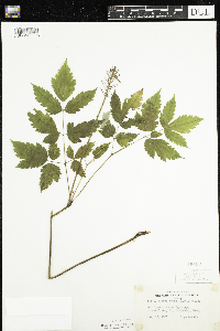 Actaea rubra image