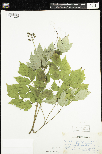 Actaea rubra image