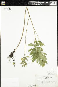 Actaea rubra image