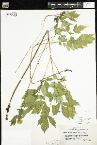 Actaea rubra image