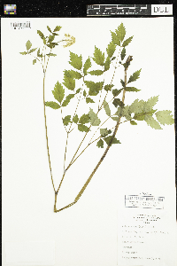 Actaea rubra image