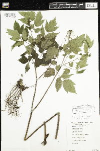 Actaea rubra image