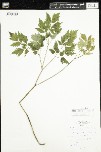 Actaea rubra image