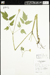 Actaea rubra image