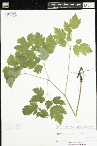 Actaea rubra image