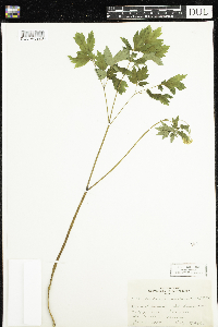 Actaea rubra image
