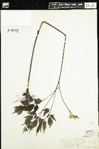 Actaea rubra image