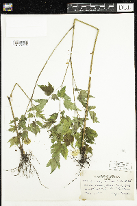 Actaea rubra image