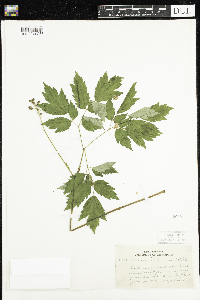 Actaea rubra image